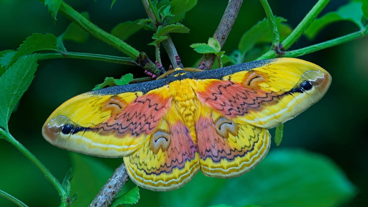 A Loepa oberthuri moth (© Robert Thompson/Minden Pictures) desktop wallpaper