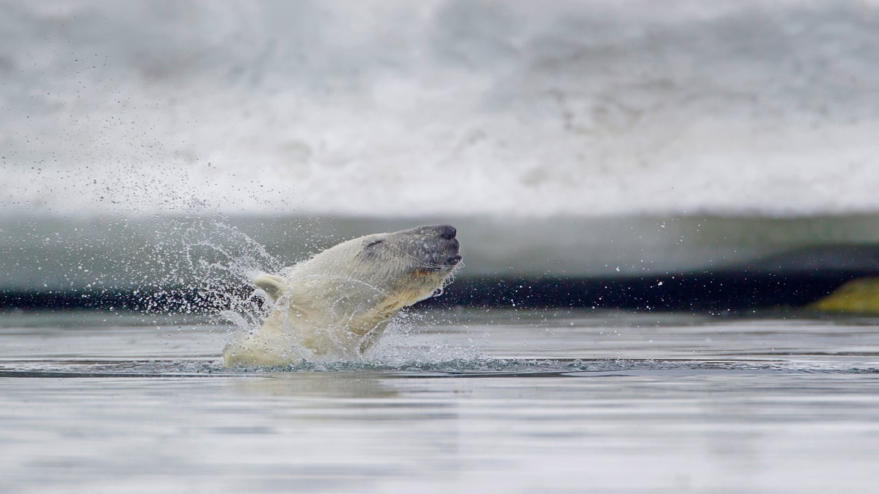 Polar bear in waters off Svalbard, Norway (© Westend61/Getty Images) desktop wallpaper