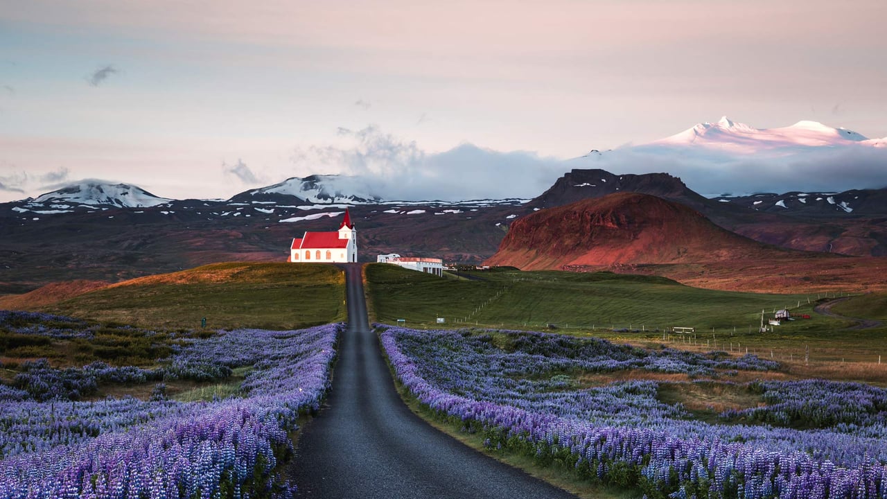 Lupine fields and church at sunrise, Snæfellsnes Peninsula, Iceland (© Matteo Colombo/Getty Images) desktop wallpaper