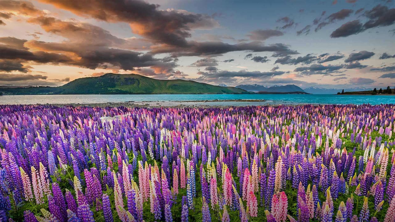 Lupines on the shores of Lake Tekapo in New Zealand (© Stanislav Kachyna/Shutterstock) desktop wallpaper