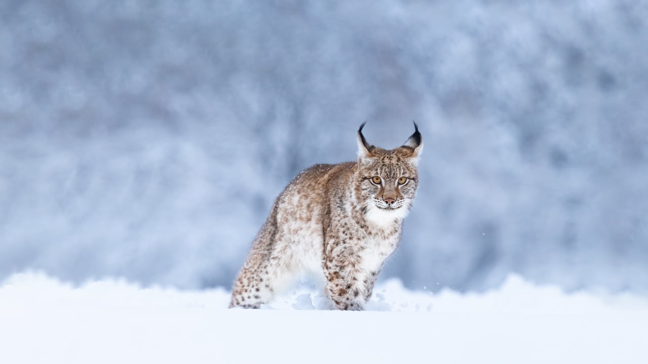Eurasian lynx in the snow (© Jan Stria/Shutterstock) desktop wallpaper