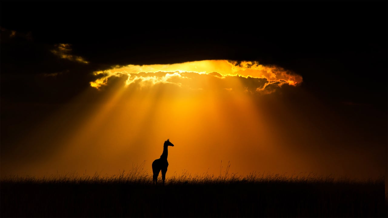 Masai giraffe in Maasai Mara, Kenya (© Andy Rouse/Minden Pictures) desktop wallpaper