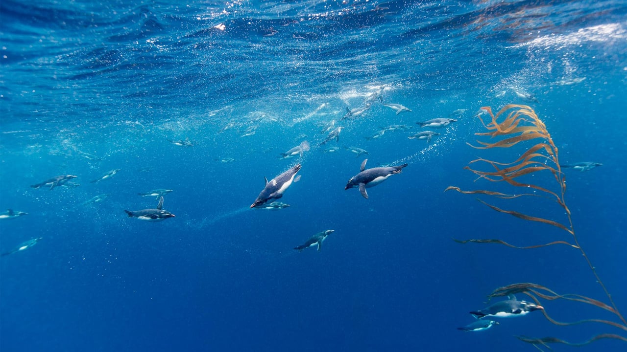 Macaroni penguins, Drake Passage, Chile (© Paul Souders/Getty Images) desktop wallpaper