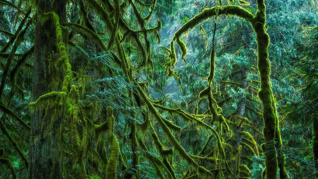 麦克米伦省级公园里的神殿林,加拿大不列颠哥伦比亚省 (© Robert Postma/Shutterstock) desktop wallpaper