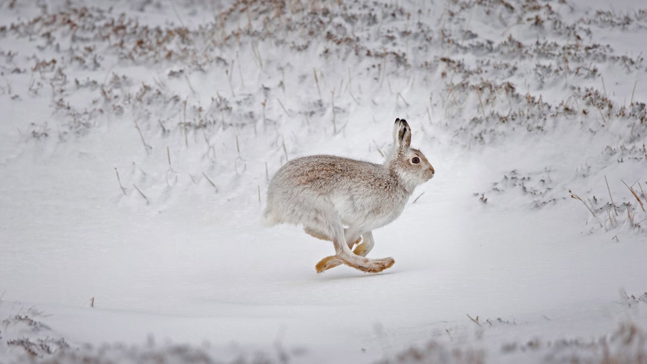 Mountain hare running across snow-covered upland, Scotland (© SCOTLAND: The Big Picture/Minden Pictures) desktop wallpaper