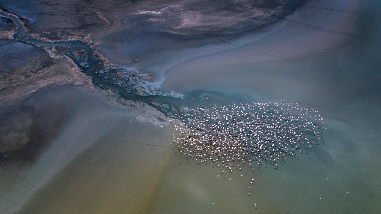 Lesser flamingos flying over Lake Magadi, Kenya (© Vicki Jauron, Babylon and Beyond Photography/Getty Images) desktop wallpaper