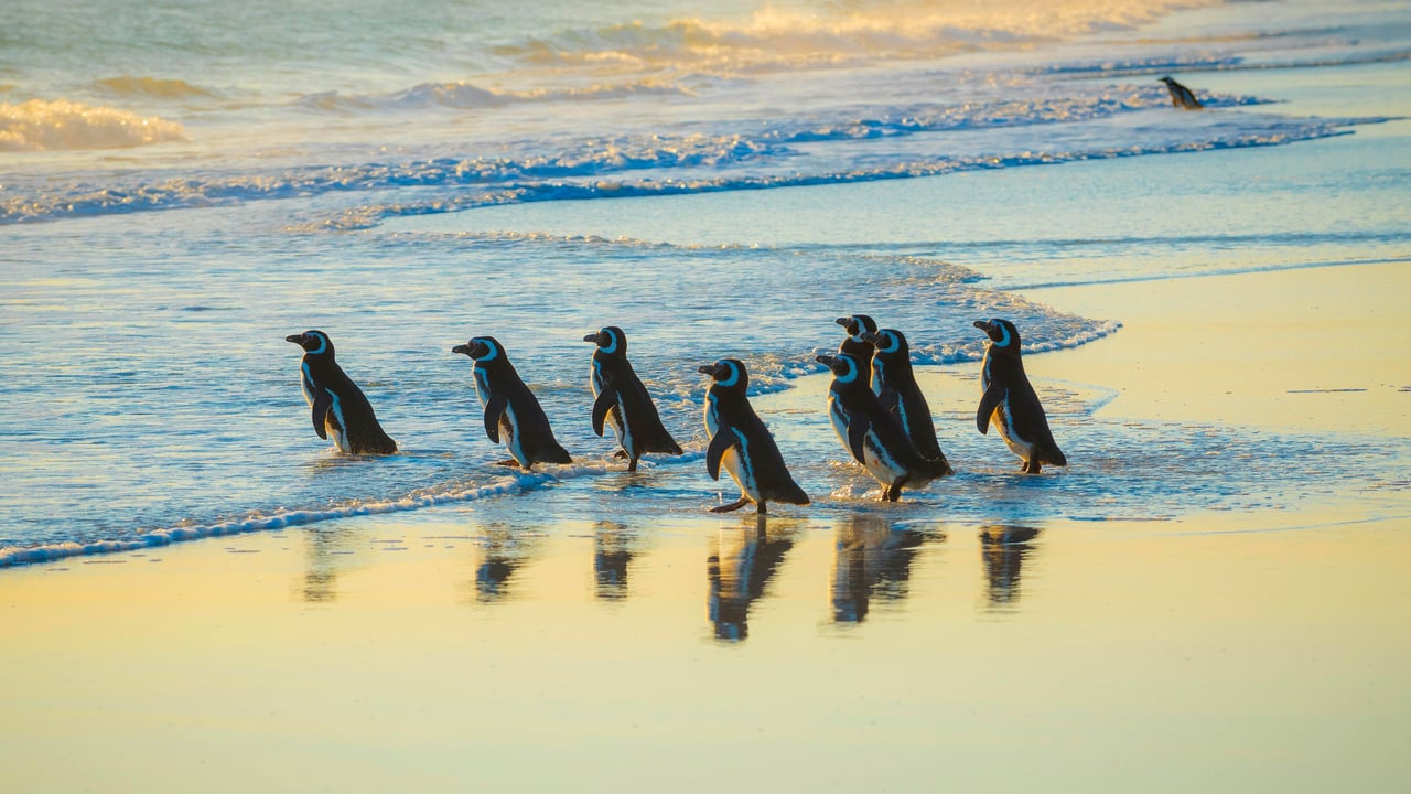 Magellanic penguins, Volunteer Point, Falkland Islands (© imageBROKER/Matthias Graben/Getty Images) desktop wallpaper