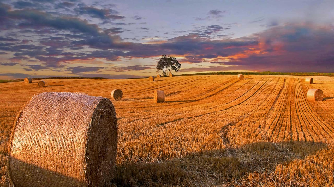 Hay bales in a field in Jutland, Denmark (© Nick Brundle Photography/Getty Images) desktop wallpaper