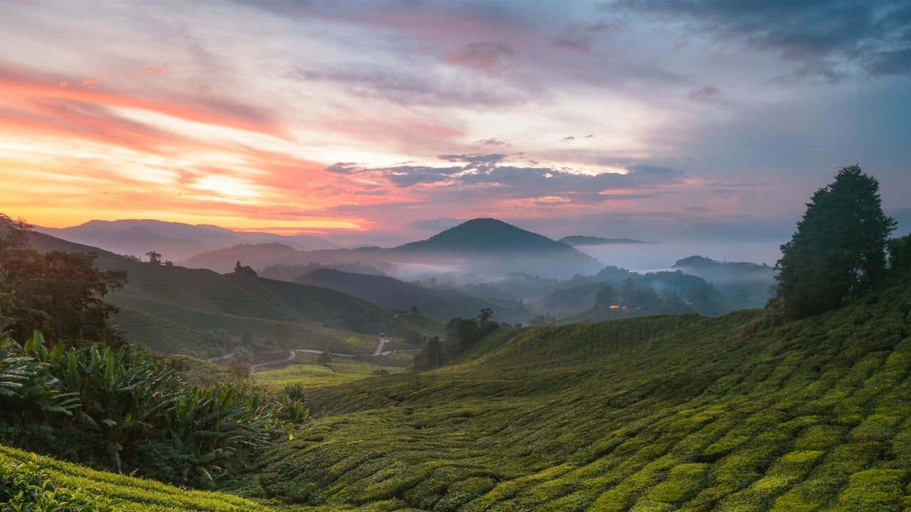 Cameron Highlands tea plantation, Malaysia (© alex cheong/Getty Images) desktop wallpaper