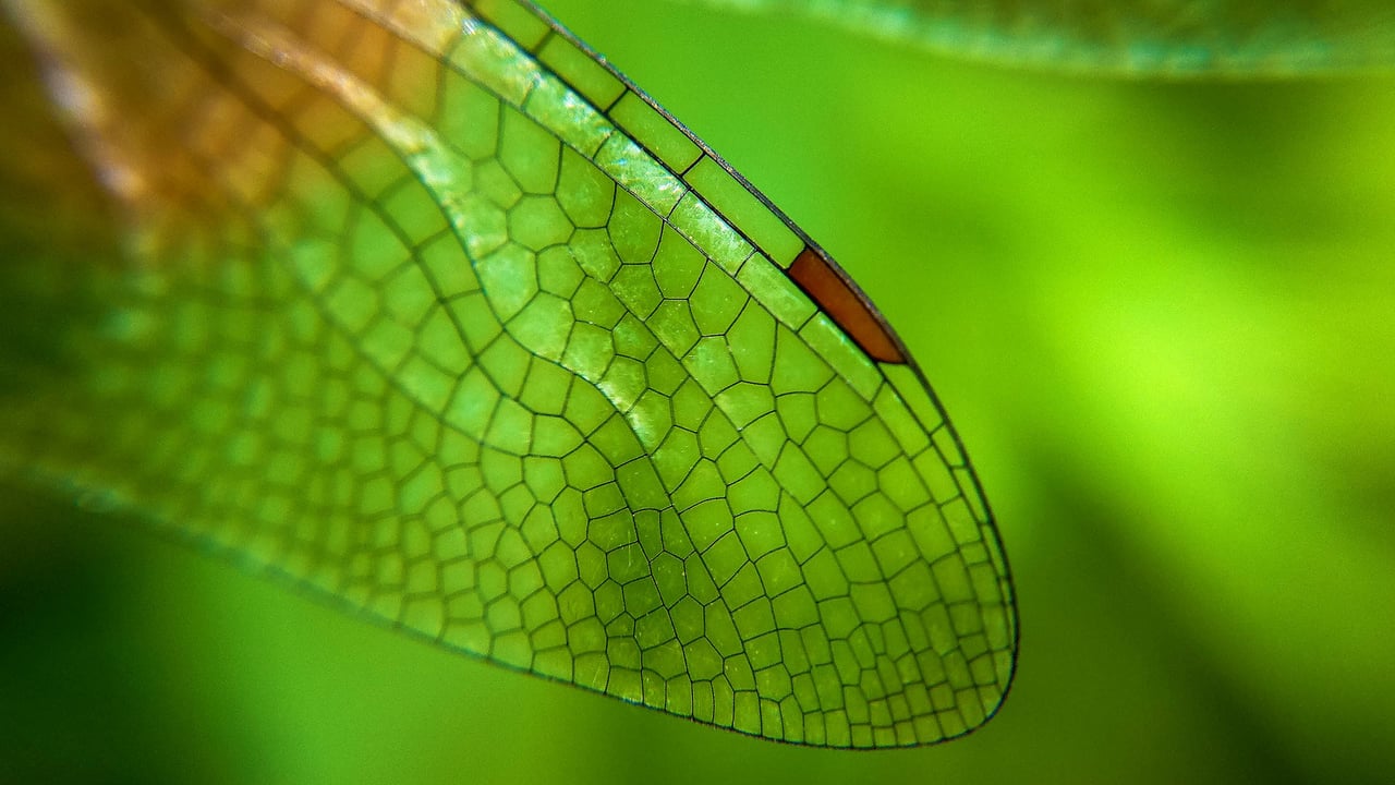 Close-up of a dragonfly wing (© Azwar Thaufeeq/500px/Getty Images) desktop wallpaper