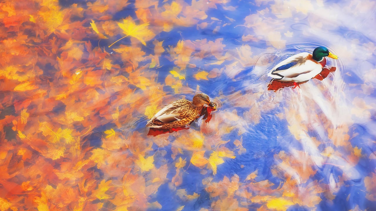 秋天池塘里的两只绿头鸭 (© sun ok/Shutterstock) desktop wallpaper