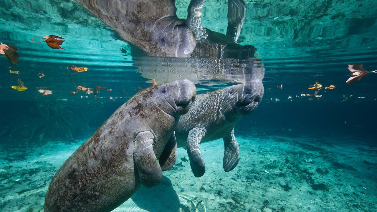 West Indian manatee mother and baby, Three Sisters Springs, Crystal River, Florida (© Karine Aigner/Tandem Stills + Motion) desktop wallpaper