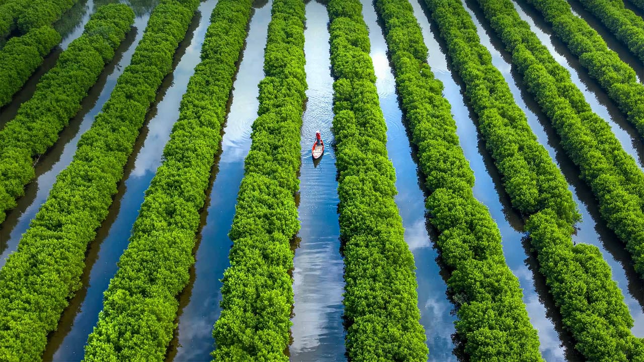 Bàu Cá Cái mangrove forest in Quảng Ngãi province, Vietnam (© Robert Harding World Imagery/Offset) desktop wallpaper