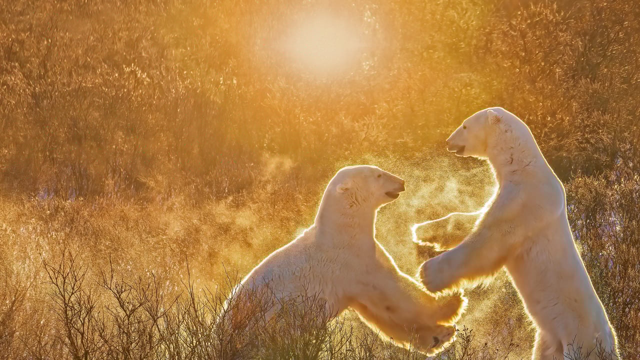Two young male polar bears, Churchill, Manitoba, Canada (© Cheryl Ramalho/Getty Images) desktop wallpaper