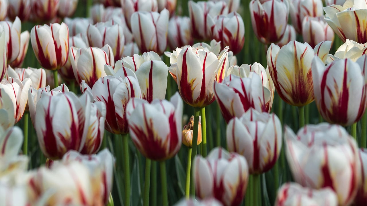 ‘Maple Leaf’ tulips In a garden in Ottawa (© Bao Le Dinh Quoc/Alamy Stock Photo) desktop wallpaper