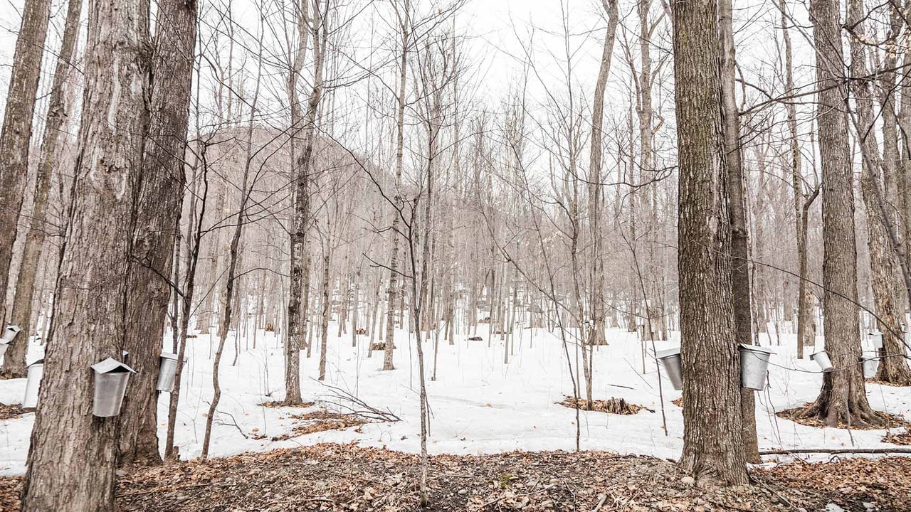 Sap buckets hanging on maple trees in a forest, Quebec (© Benoit Daoust/Shutterstock) desktop wallpaper