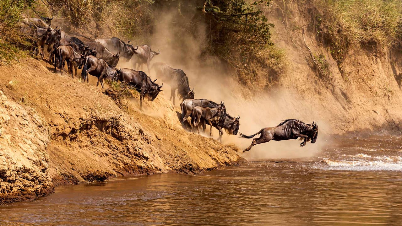 Great wildebeest migration at Mara River, Kenya (© Ayzenstayn/Getty Images) desktop wallpaper