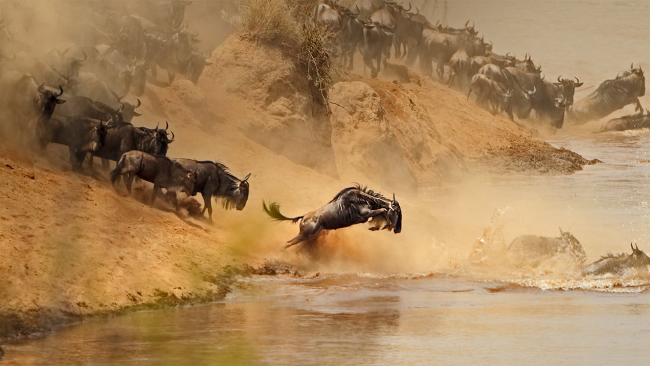 Wildebeest herd crossing the Mara River between Kenya and Tanzania (© zhengvision/Getty Images) desktop wallpaper