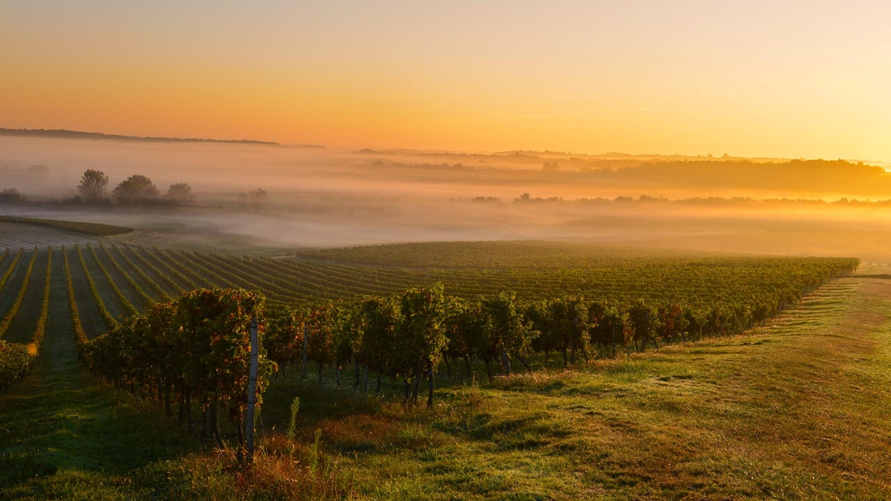 Sunrise at a vineyard in Bordeaux, France (© Esperanza33/Getty Images) desktop wallpaper