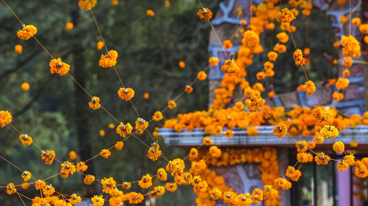 Marigolds decorate a cemetery in Patzcuaro, Michoacan, Mexico, for a Day of the Dead ceremony (© Daniel Elizalde S/Shutterstock) desktop wallpaper