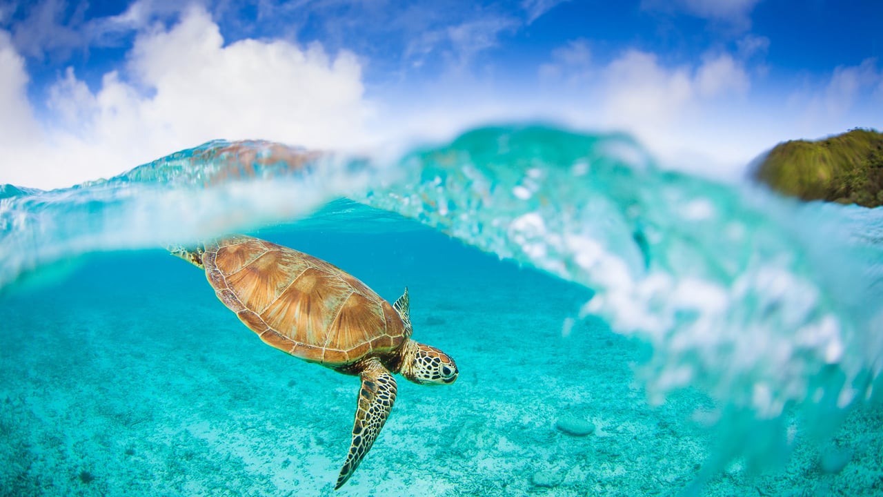 座間味島のウミガメ, 沖縄 (© petesphotography/iStock/Getty Images Plus) desktop wallpaper