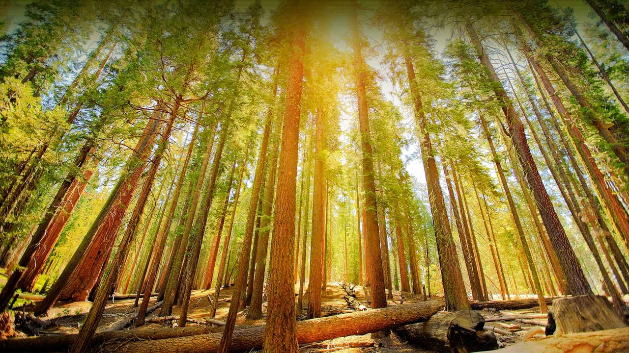 Mariposa Grove of Giant Sequoias in Yosemite National Park, California (© Orbon Alija/Getty Images) desktop wallpaper