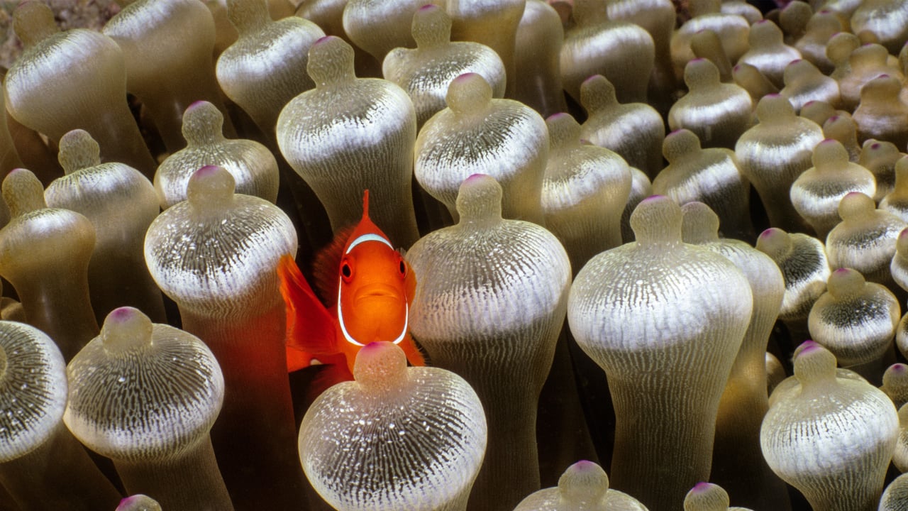 Spine-cheeked anemonefish surrounded by bubble-tip anemone, Milne Bay, Papua New Guinea (© Fred Bavendam/Nature Picture Library) desktop wallpaper