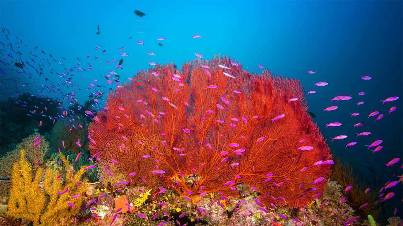Coral reef in Marovo Lagoon in the Solomon Islands (© WaterFrame/Alamy) desktop wallpaper