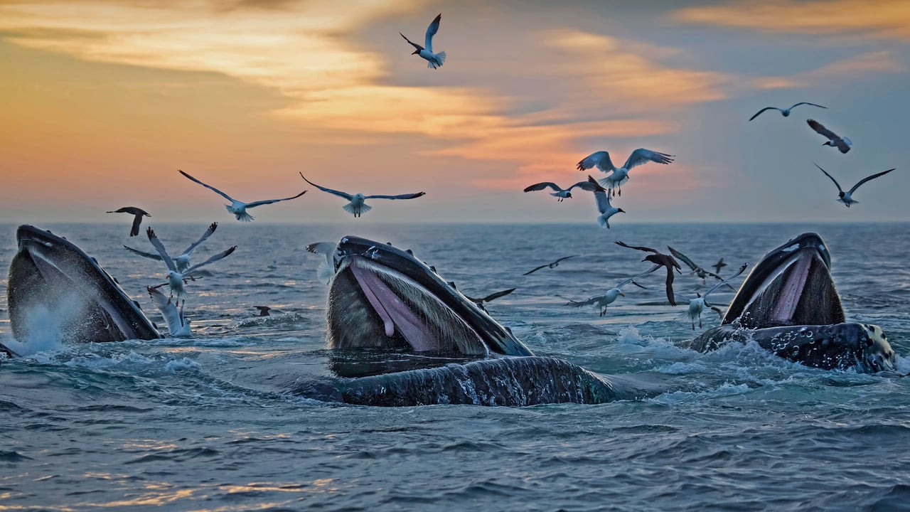 Humpback whales off the coast of Massachusetts (© Eric Kulin/plainpicture) desktop wallpaper