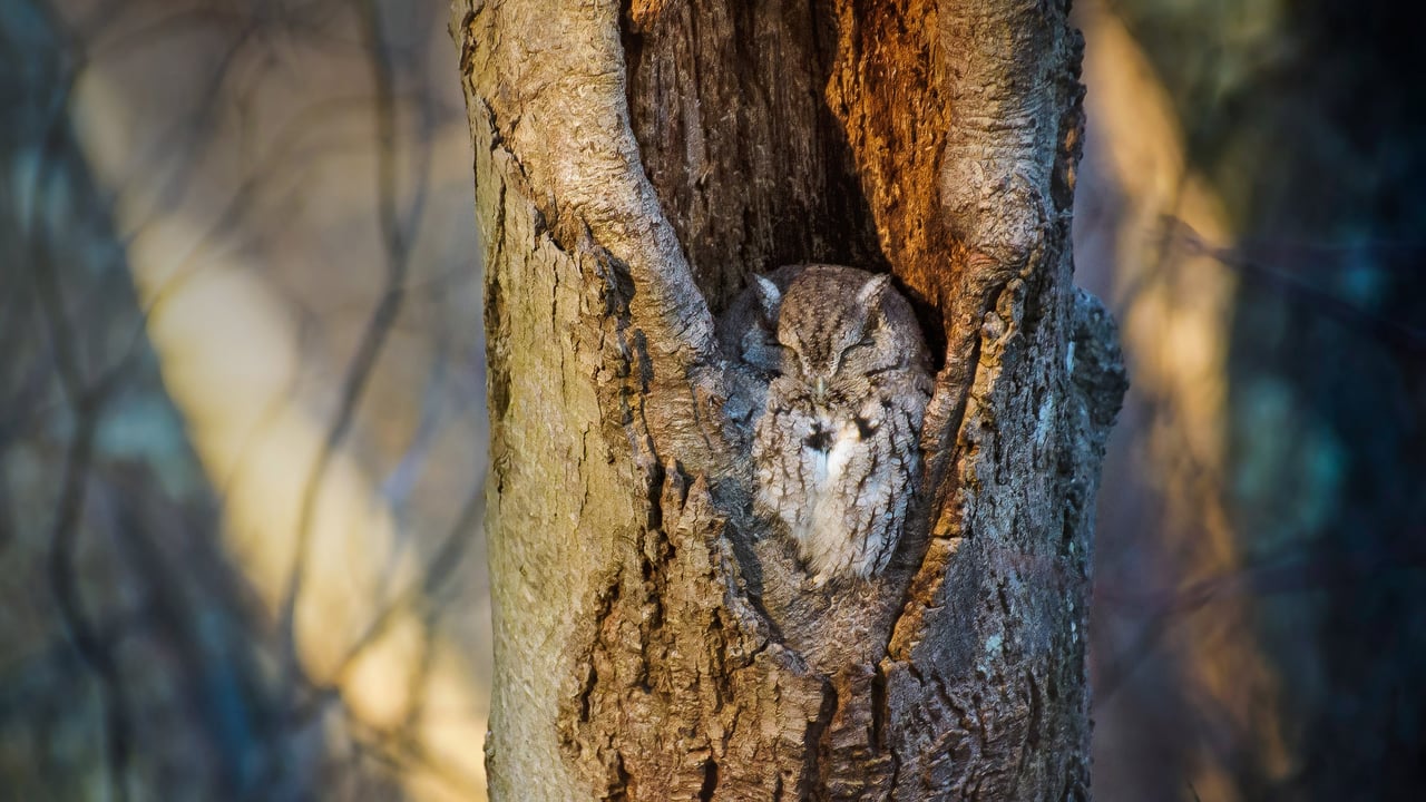 Screech owl resting in a tree cavity, Massapequa Preserve, Long Island, New York (© Vicki Jauron, Babylon and Beyond Photography/Getty Images) desktop wallpaper