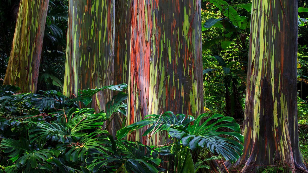 Rainbow eucalyptus trees along the Hana Highway, Maui, Hawaii (© GlowingEarth/Getty Images Plus) desktop wallpaper