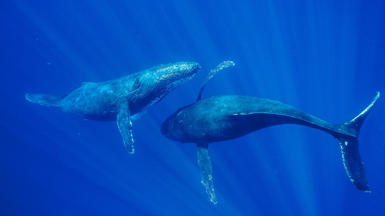 Humpback whales, Maui, Hawaii (© Flip Nicklin/Minden Pictures) desktop wallpaper