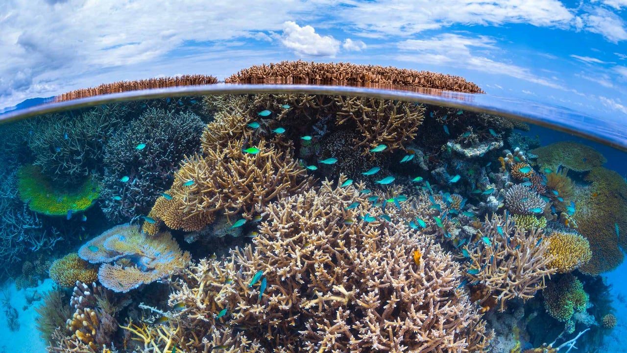Coral reef in the Indian Ocean, overseas department of Mayotte, France (© Gabriel Barathieu/Minden Pictures) desktop wallpaper
