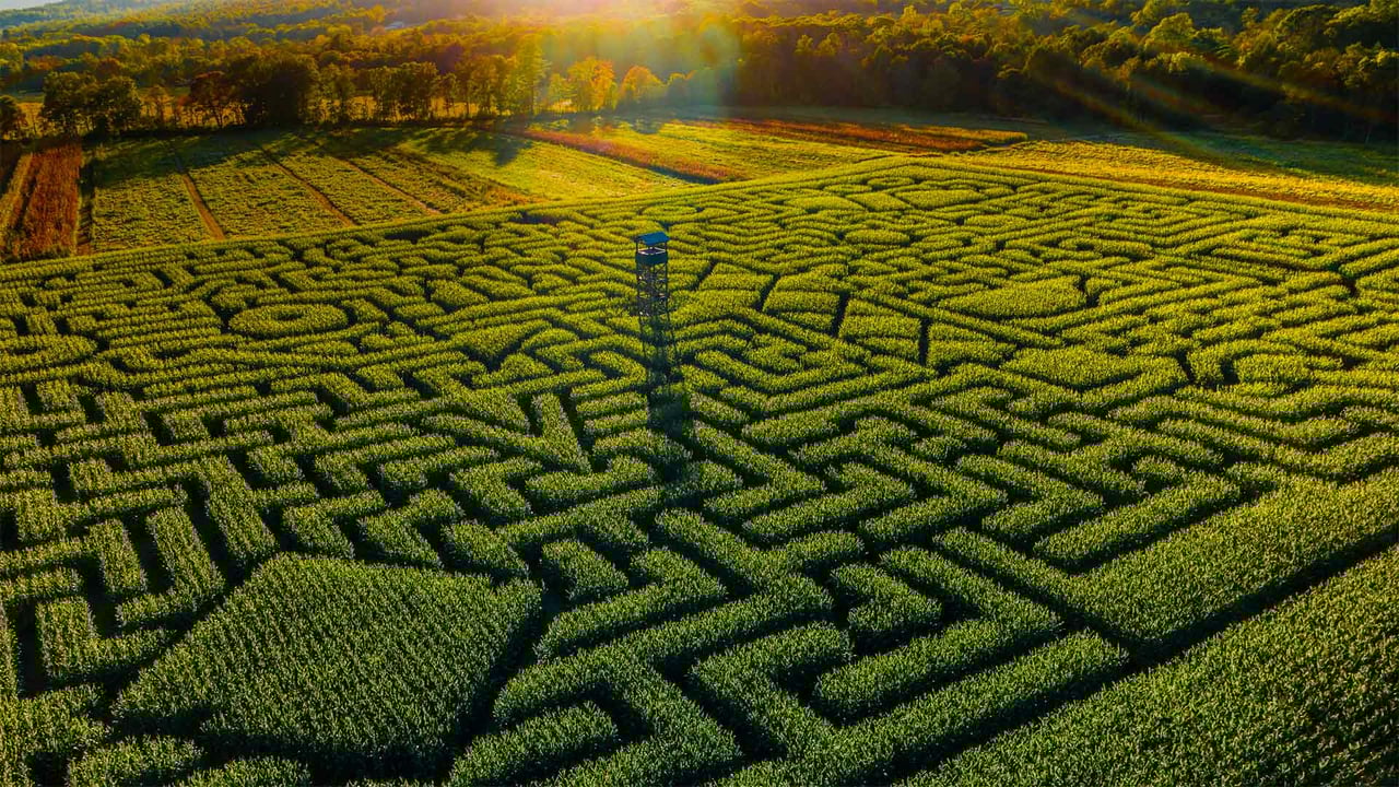 Mazezilla corn maze at Klingel's Farm in Pennsylvania (© Alex Potemkin/Getty Images) desktop wallpaper