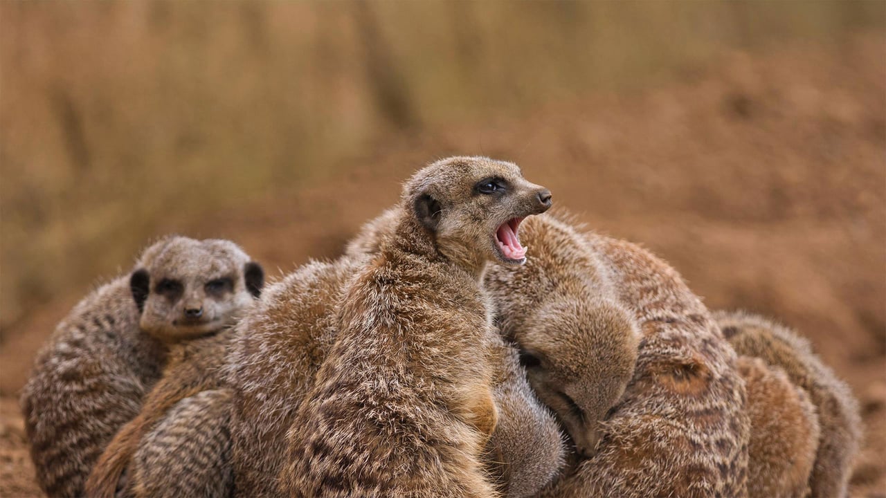 Meerkat family huddling together (© stefbennett/Shutterstock) desktop wallpaper