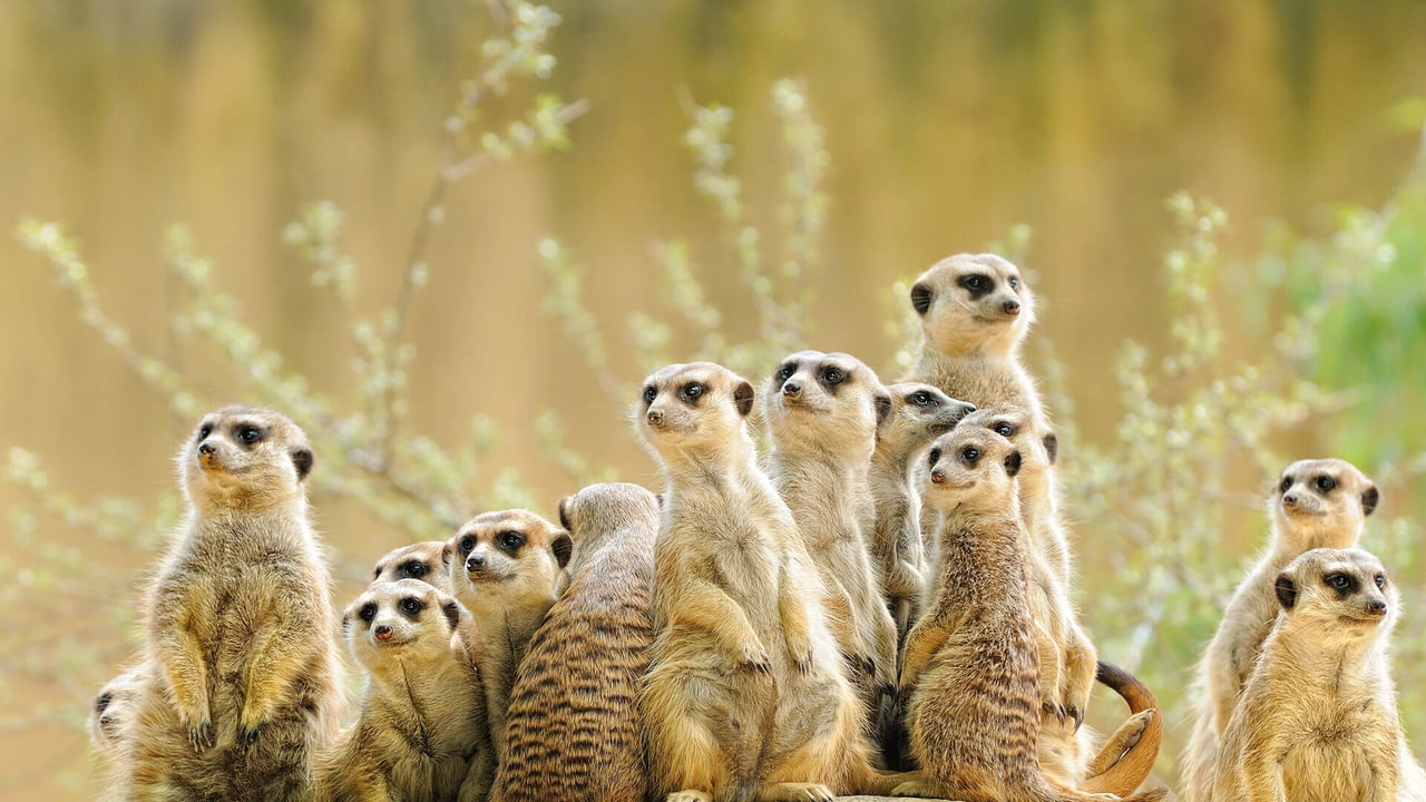 Meerkat family (© anetapics/Shutterstock) desktop wallpaper
