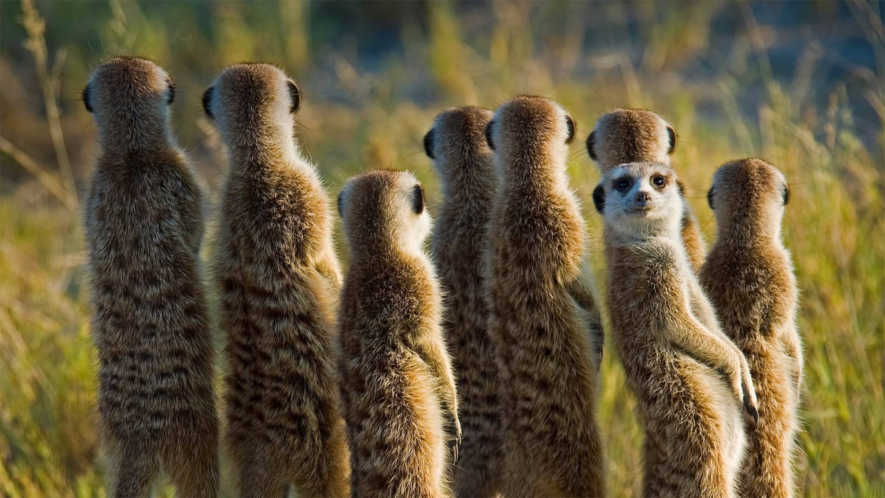 Meerkats in the Kalahari Desert in Botswana (© Aluma Images/Getty Images) desktop wallpaper