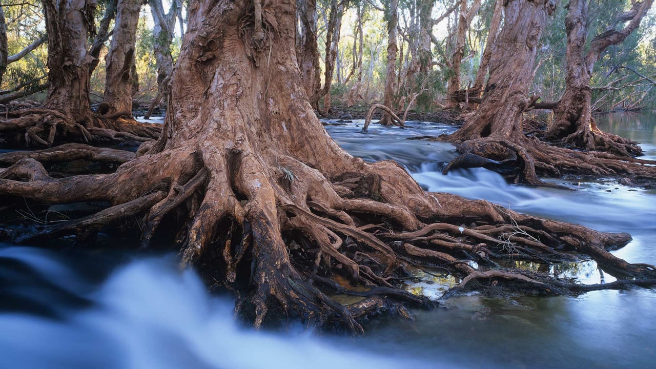 Melaleuca trees in a stream after cyclonic rainfall, Western Australia (© Ted Mead/Getty Images) desktop wallpaper