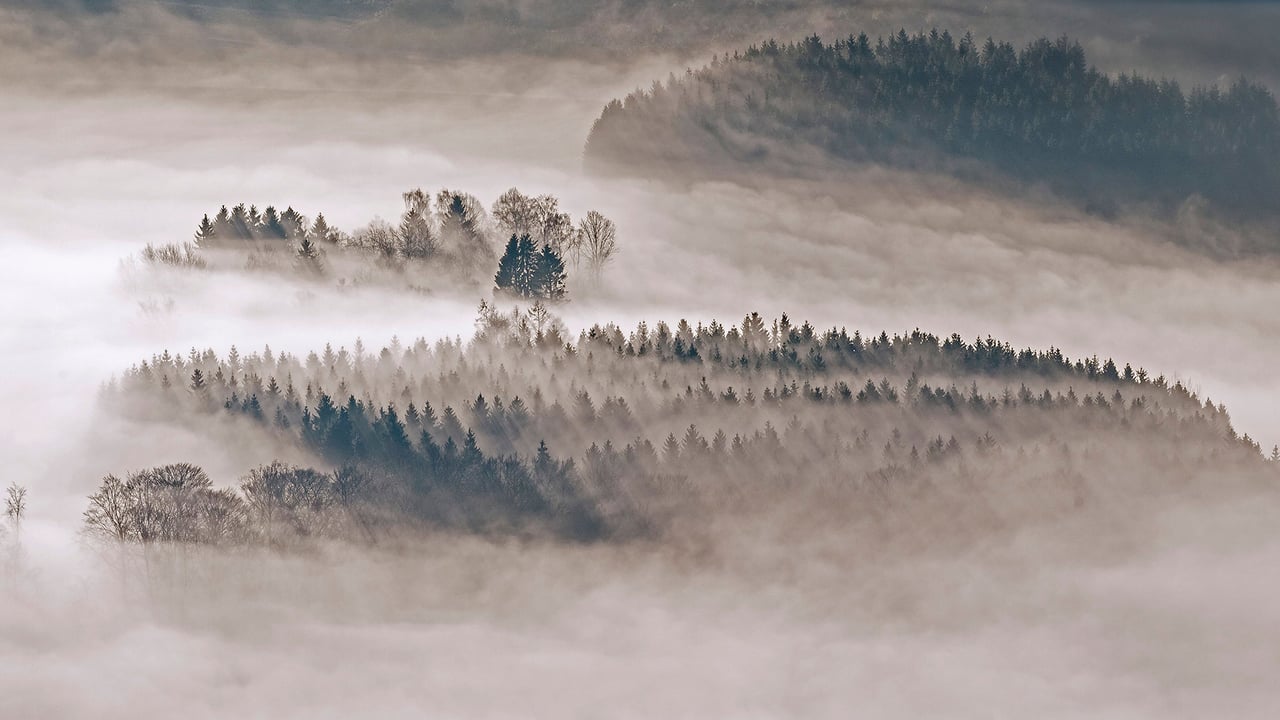 Mit Tannen und Fichten bewaldete Hügel bei Meschede, Sauerland, Nordrhein-Westfalen (© imageBROKER/Alamy Stock Photo) desktop wallpaper