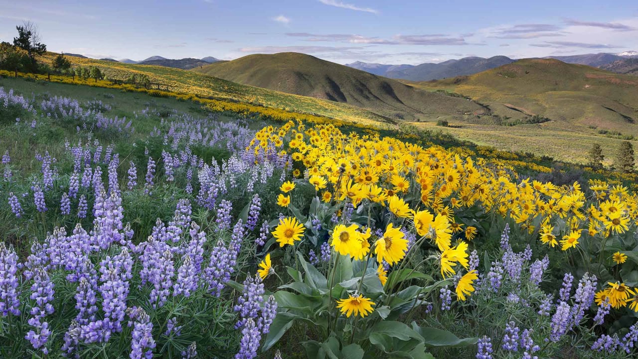 Balsamroot and lupines, Methow Valley, North Cascades, Washington (© Alan Majchrowicz/Getty Images) desktop wallpaper