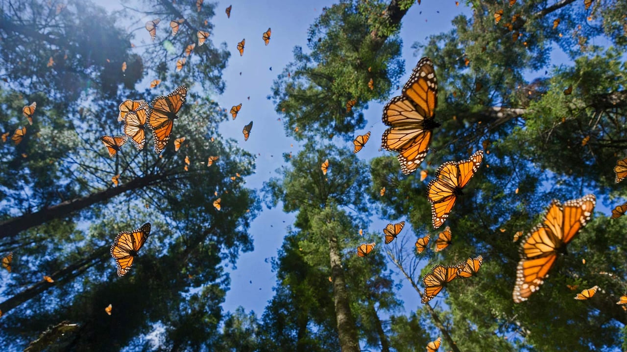 Monarch butterflies in the Monarch Butterfly Biosphere Reserve, Angangueo, Mexico (© Sylvain Cordier/Minden Pictures) desktop wallpaper