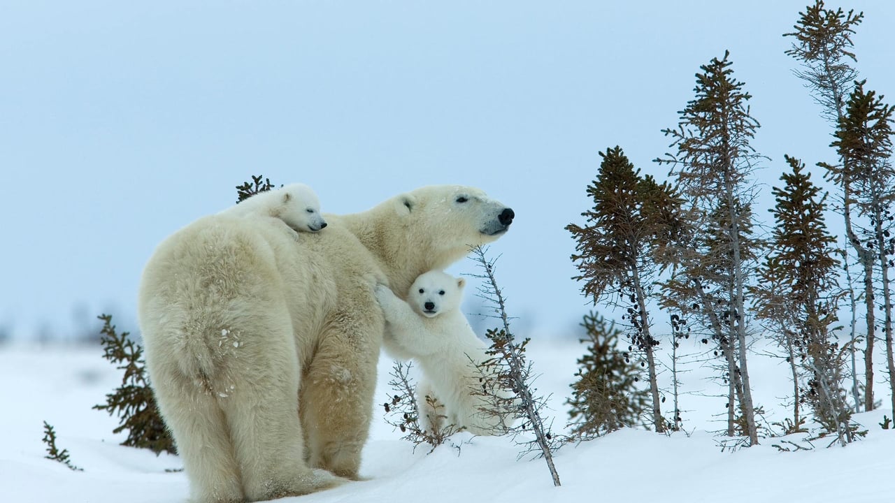 Polar bear mother and cubs, Churchill, Manitoba, Canada (© Thorsten Milse/Getty Images) desktop wallpaper