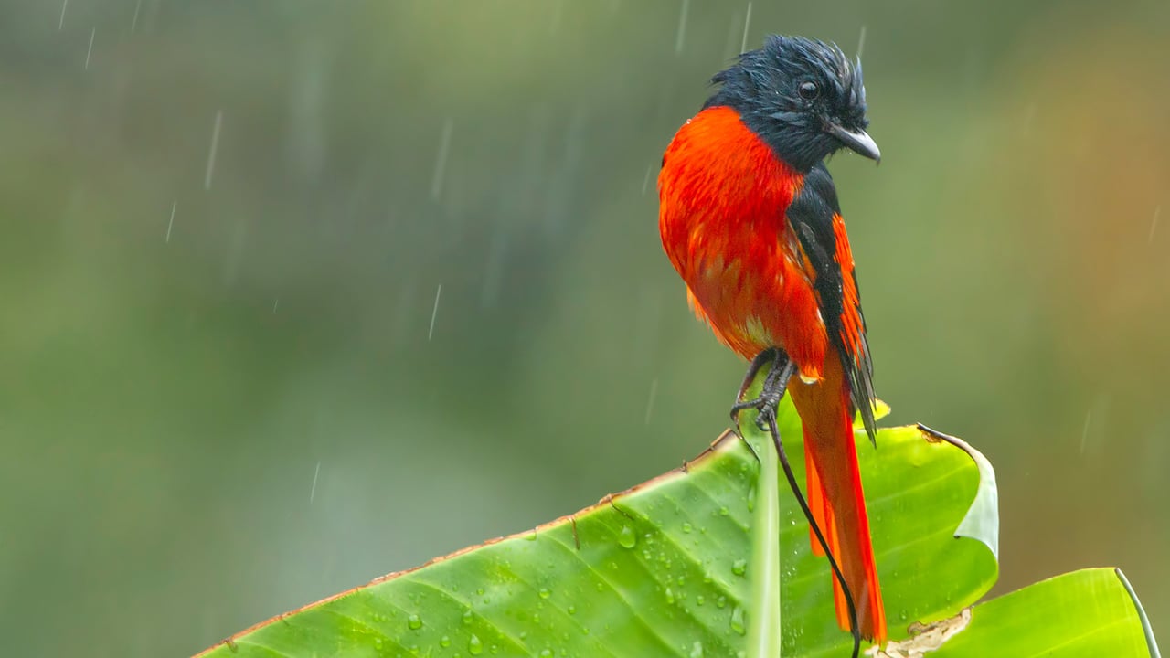 A scarlet Minivet during rainfall, West Bengal (© Debapratim Saha/Minden Pictures) desktop wallpaper