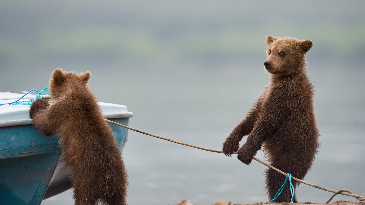 Bear cubs playing by a lake (© Sergey Ivanov/Getty) desktop wallpaper