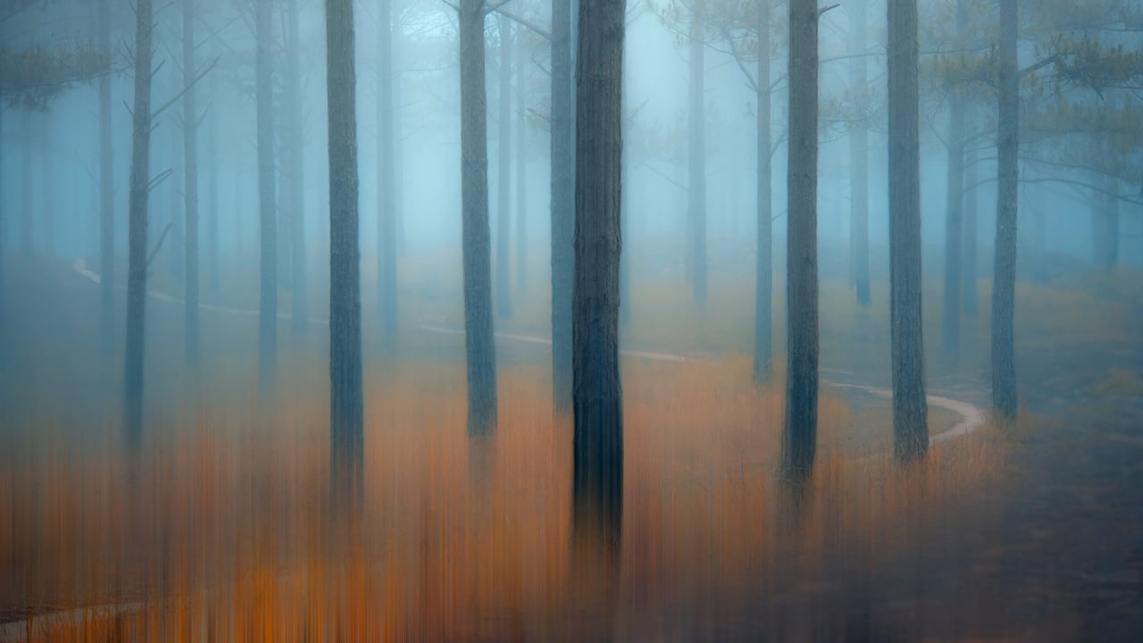 Misty pine forest in the Central Highlands of Vietnam (© Thanh Thuy/Moment/Getty Images) desktop wallpaper