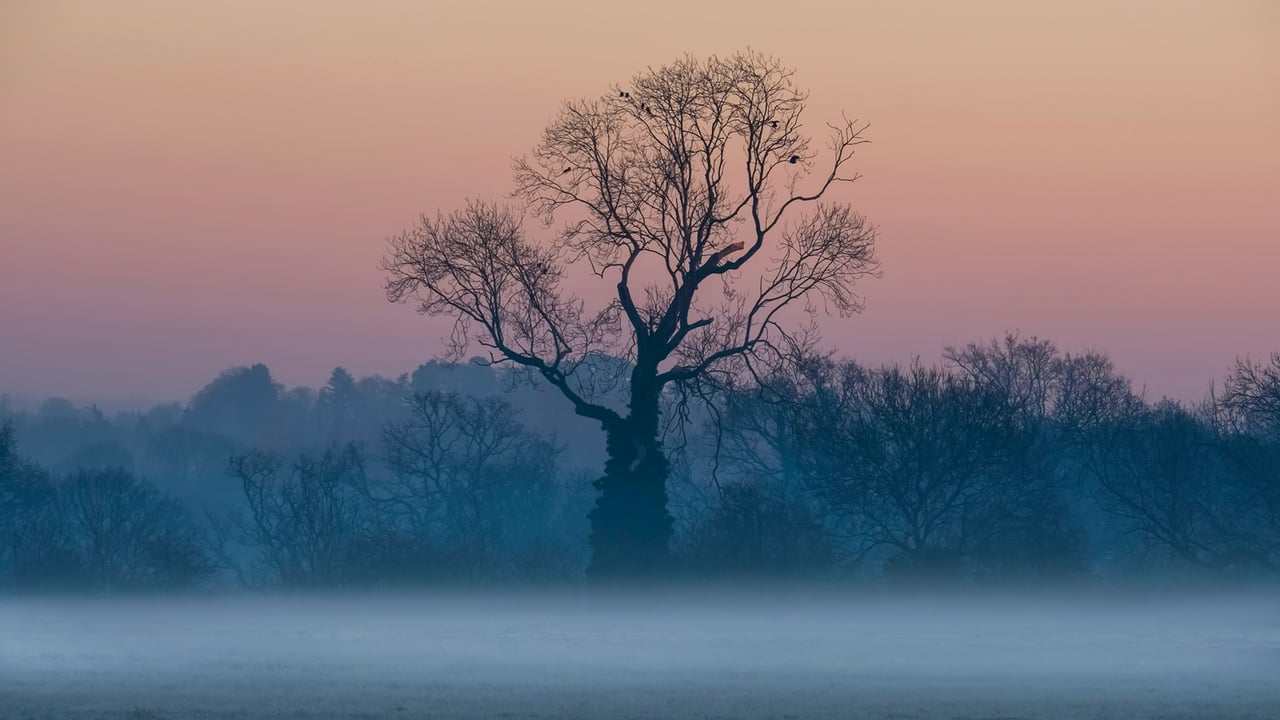Leafless trees in the mist at sunrise, Surrey (© plainpicture/Design Pics/Charles Bowman) desktop wallpaper