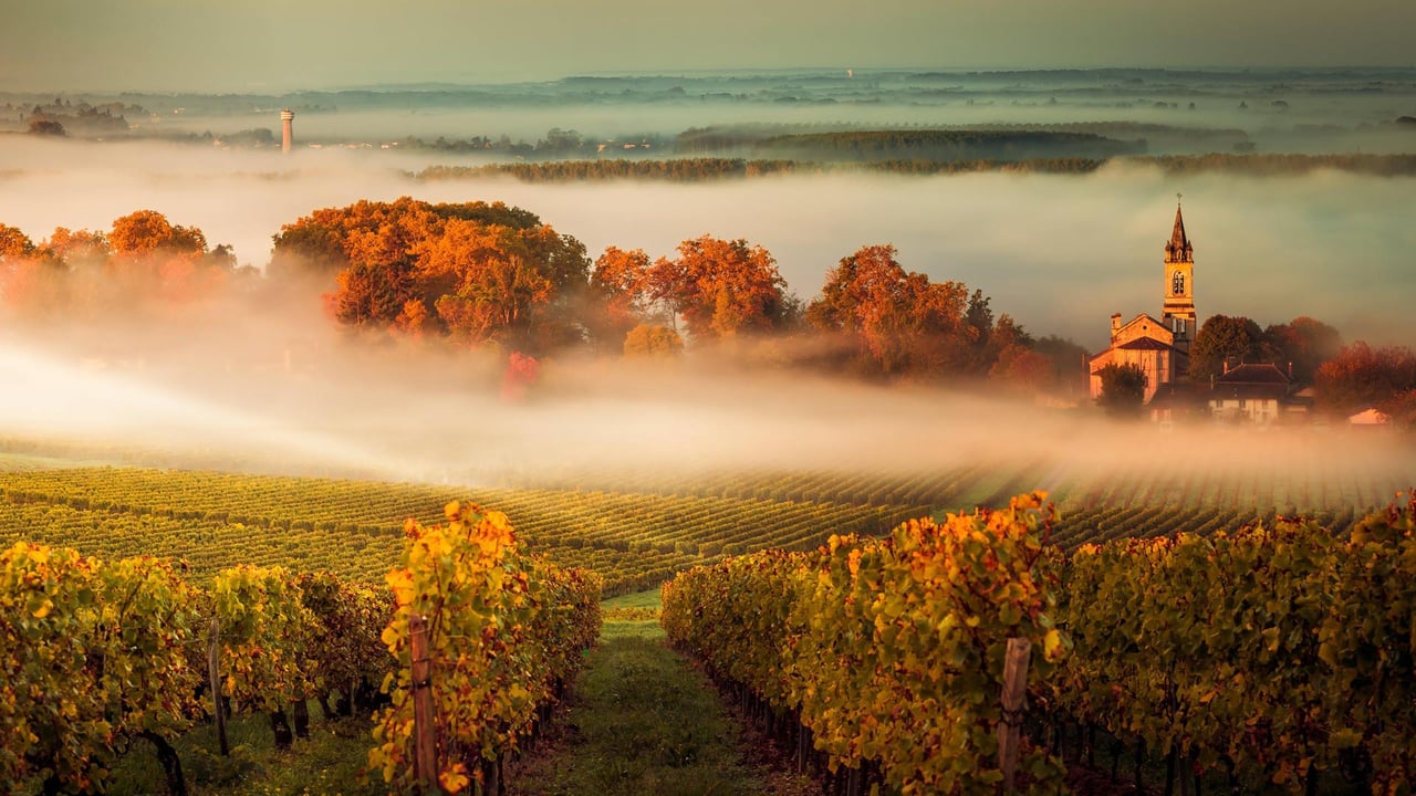 波尔多葡萄园,法国 (© agefotostock/Alamy) desktop wallpaper