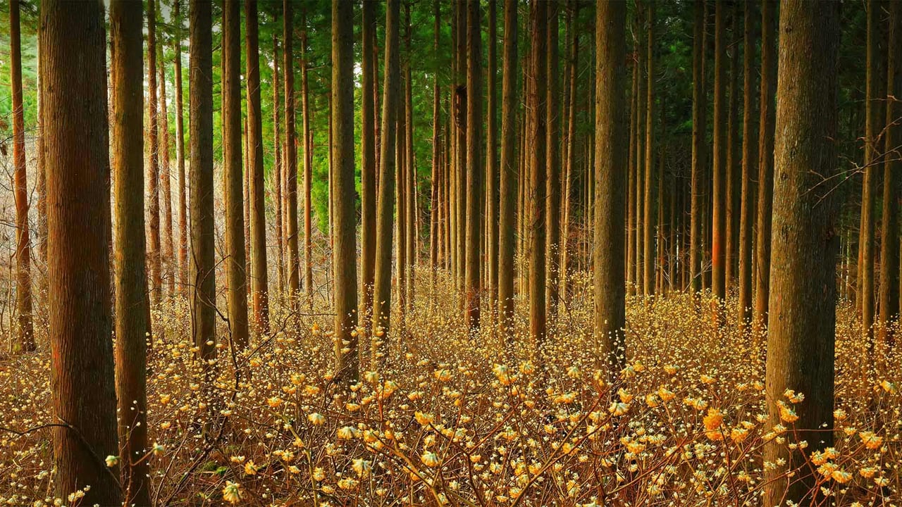 Mitsumata (aka paperbush) in a forest in Japan (© nattya3714/Getty Images) desktop wallpaper