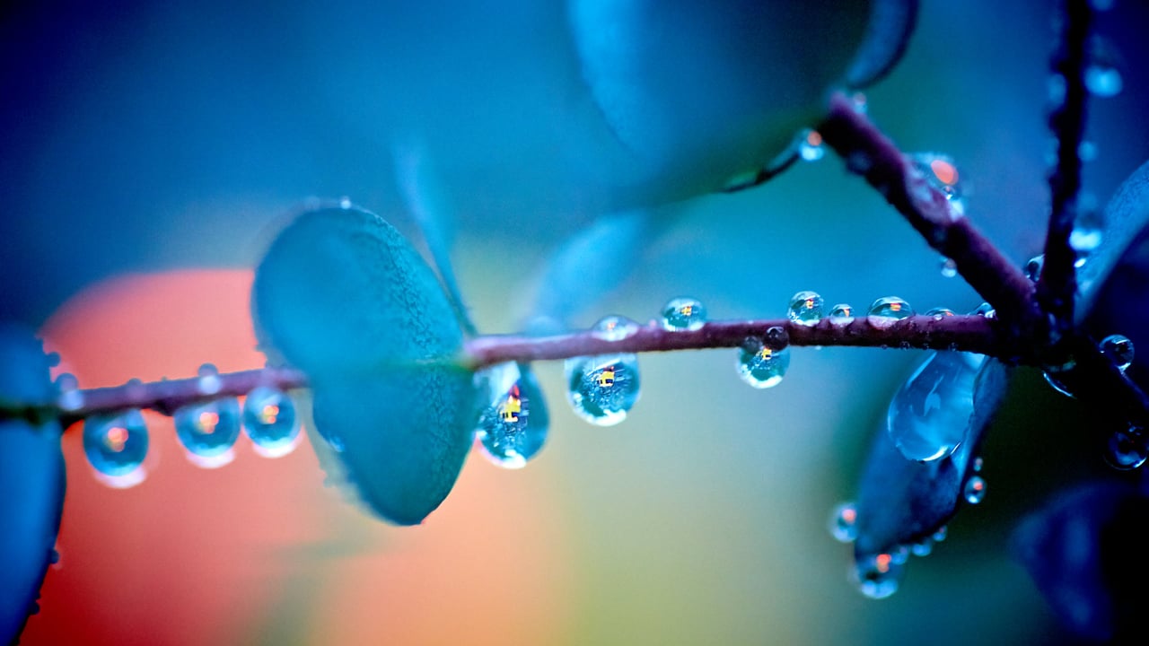 「雨上がりのユーカリの木」広島 (© AFROG DESIGN UNIT/Getty Images) desktop wallpaper