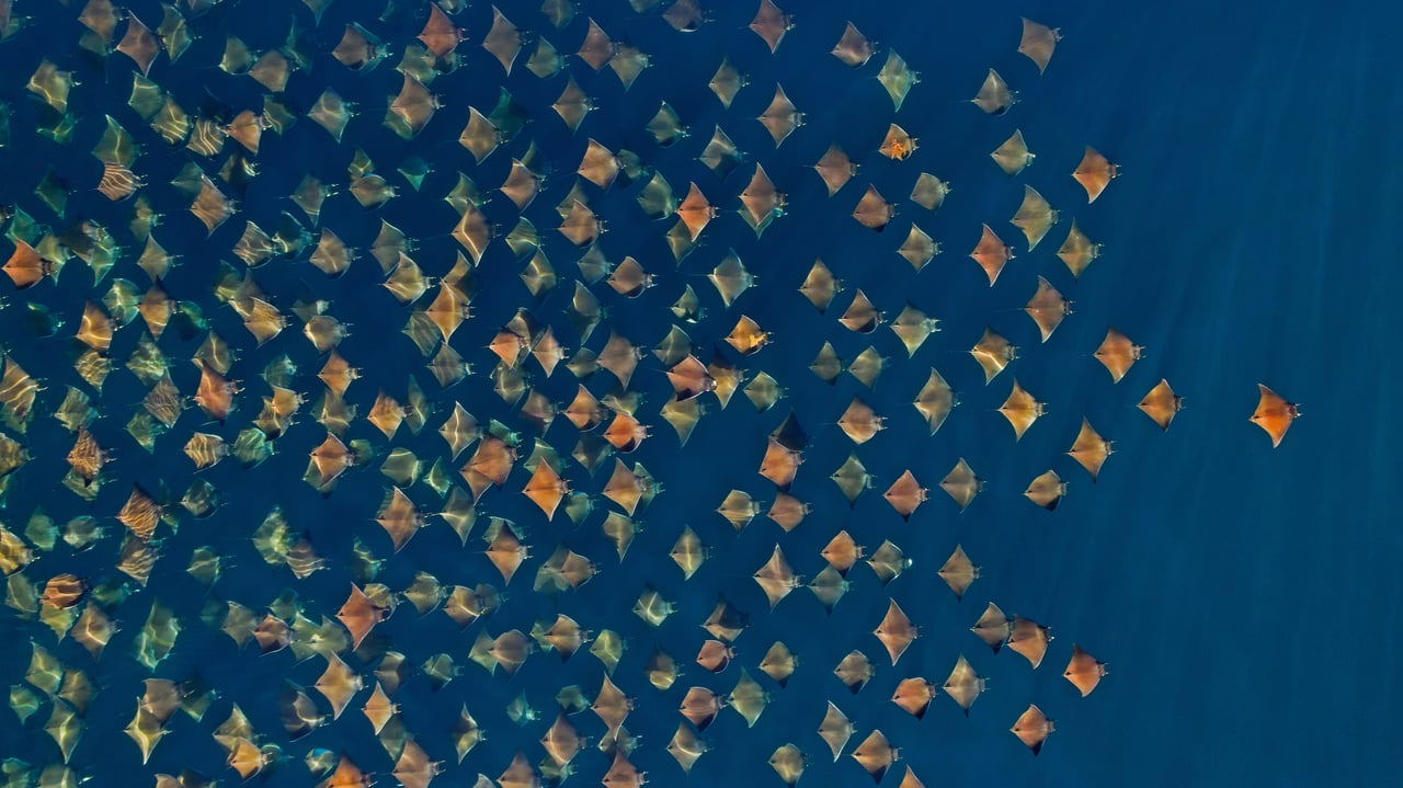 Large school of Munk's devil rays seen from the air, Gulf of California, Mexico (© Mark Carwardine/Minden Pictures) desktop wallpaper